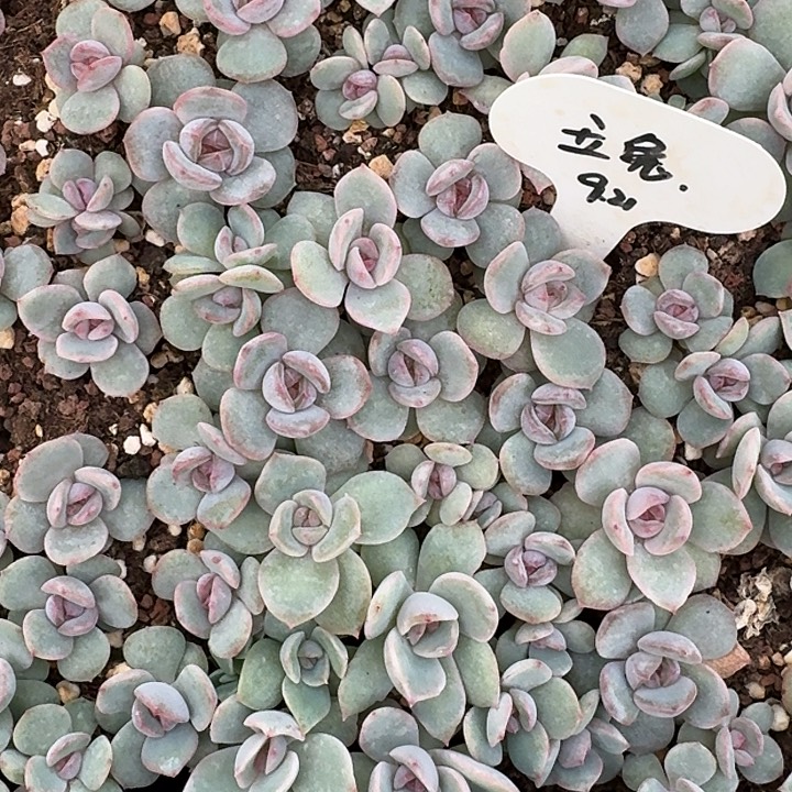 如图糖心玉兔叶插苗随机4个不售后