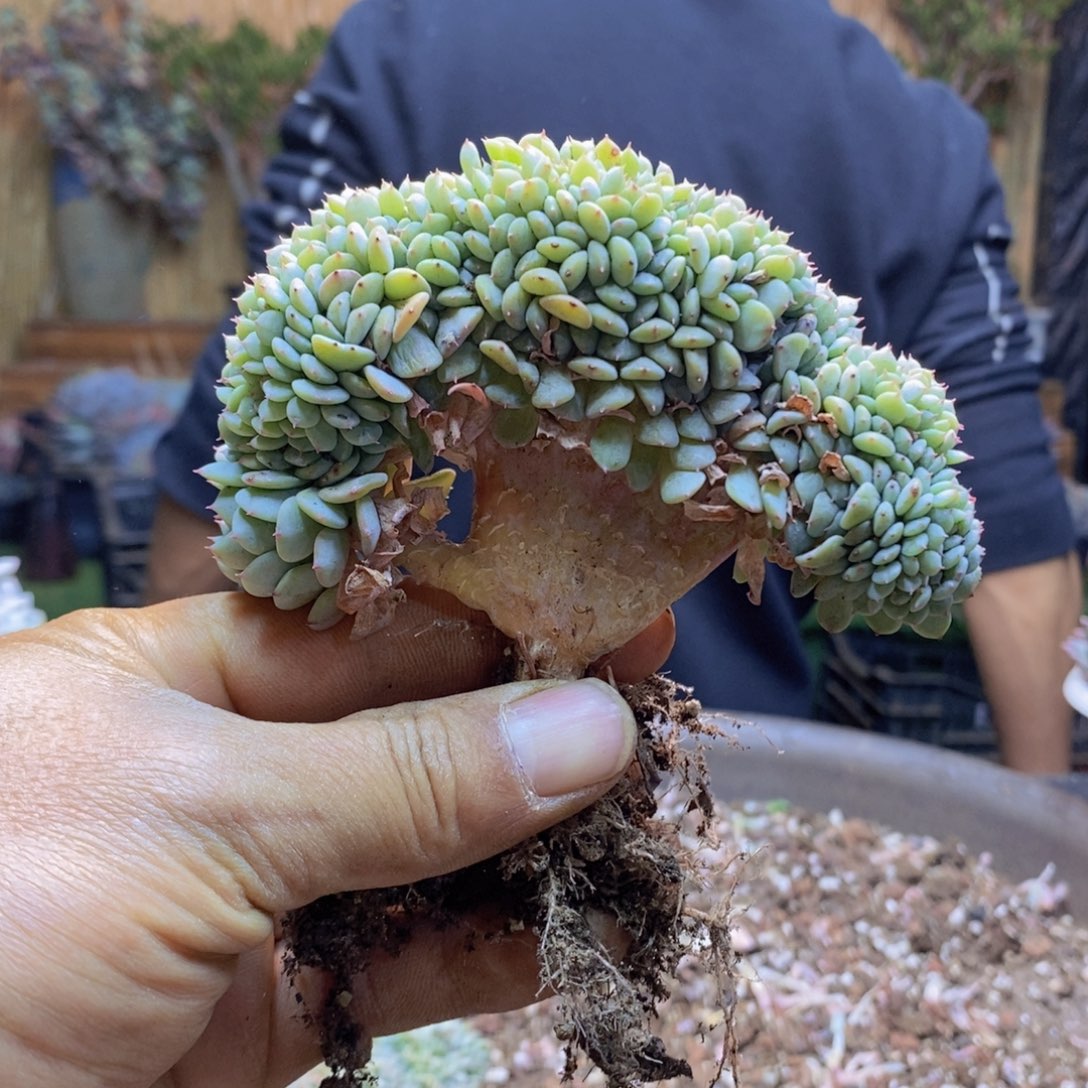 初*347号白胖子缀