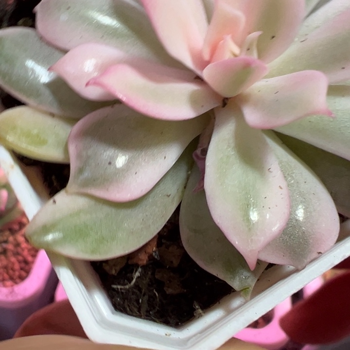 粉蝶锦多肉植物1244