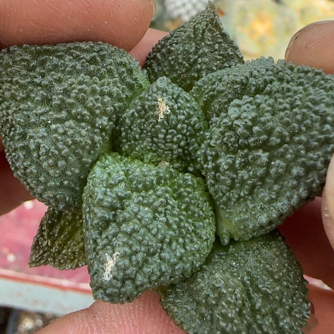 鴻***成无花朵超级哥斯拉144