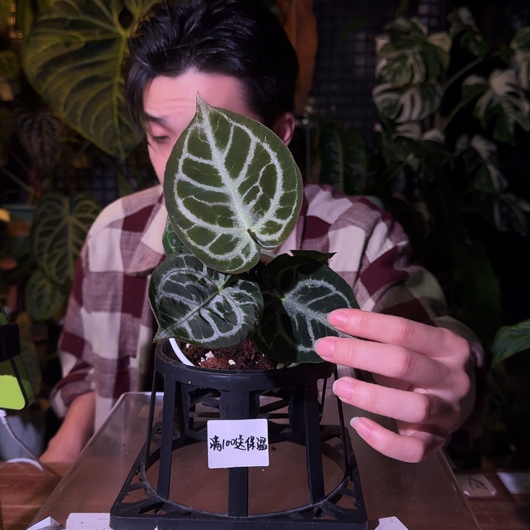 不开花植物G50skg银杂铜锣烧