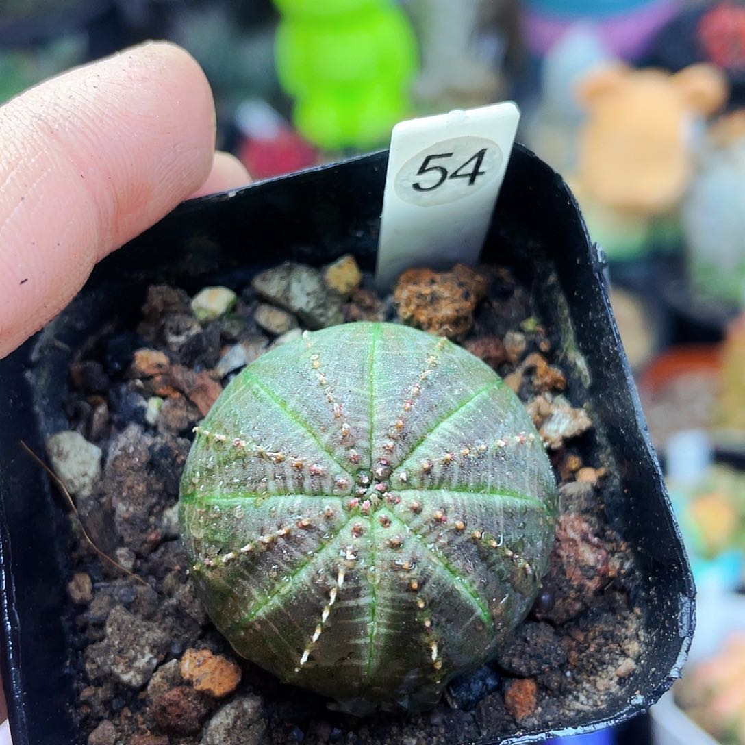 非偏远地区满25包邮仙人球