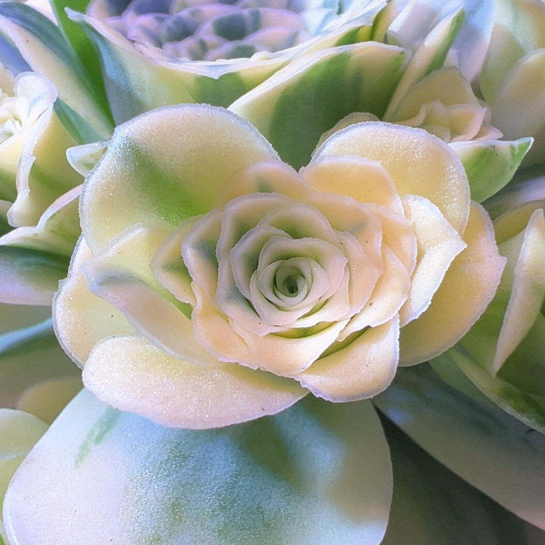 黄覆轮锦侧芽206山地玫瑰多肉