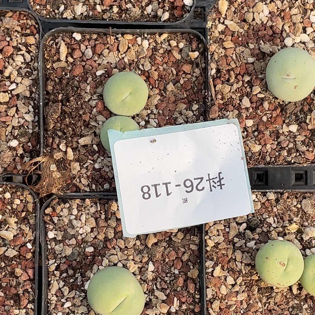 水***冻26-118肉锥多肉植物