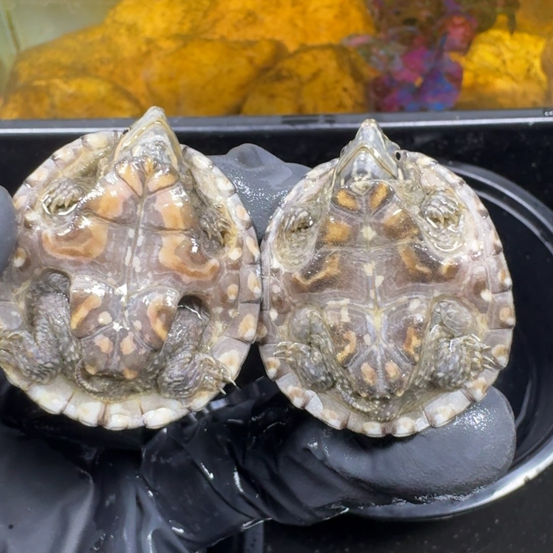 蛋龟不分公母麝香