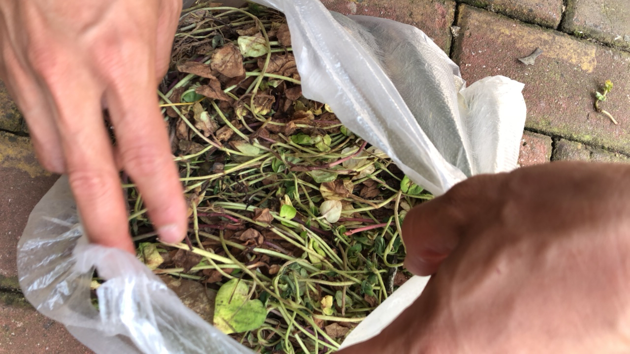 【云南农家金钱草】农家精选土特产