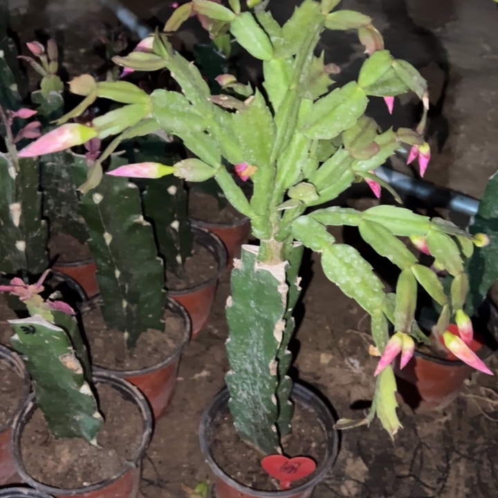 珍***珍当前无花栽培后可以开花裙子637