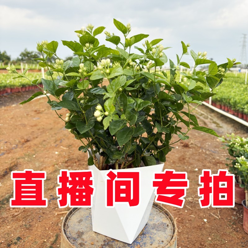 广西白色茉莉花老桩盆栽