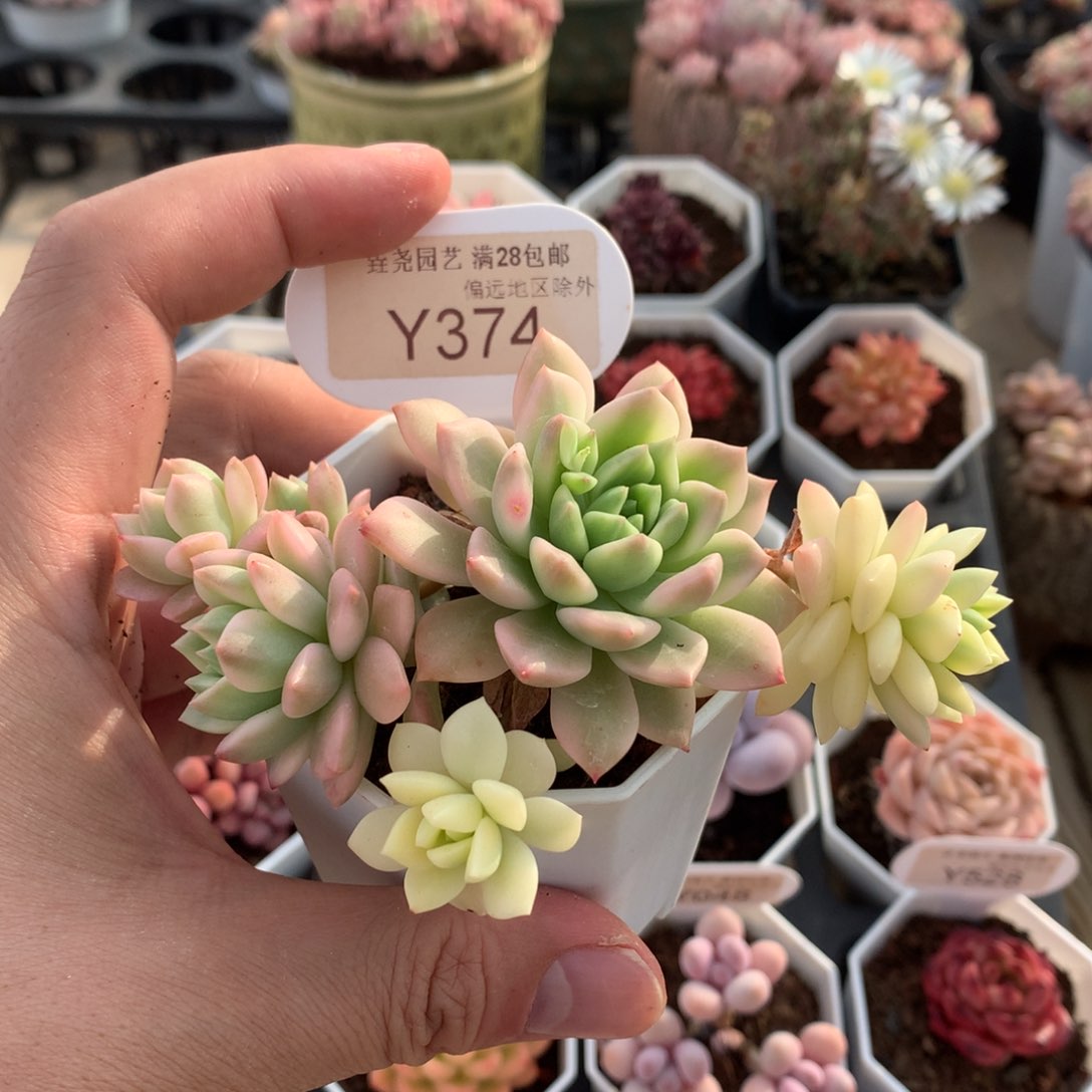 一物一拍374马库斯锦10cm