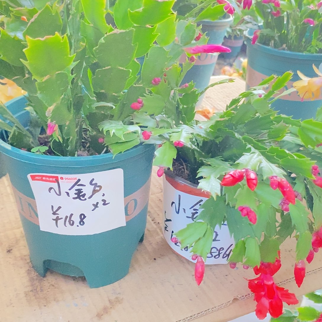 小***鱼无花朵一个4年红➕加勒比小盆苗