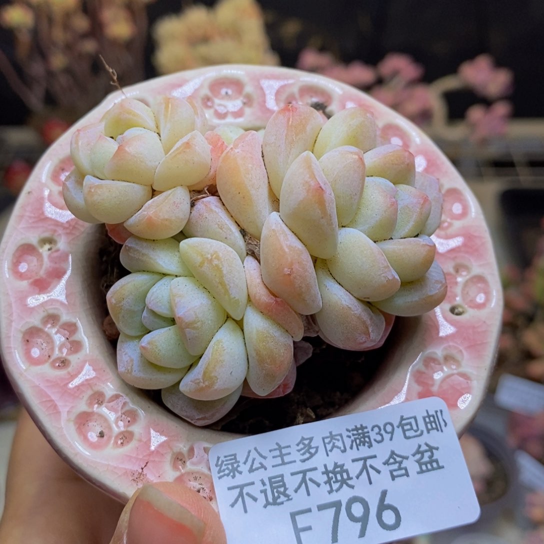 796珍妮冰玉多肉不包整