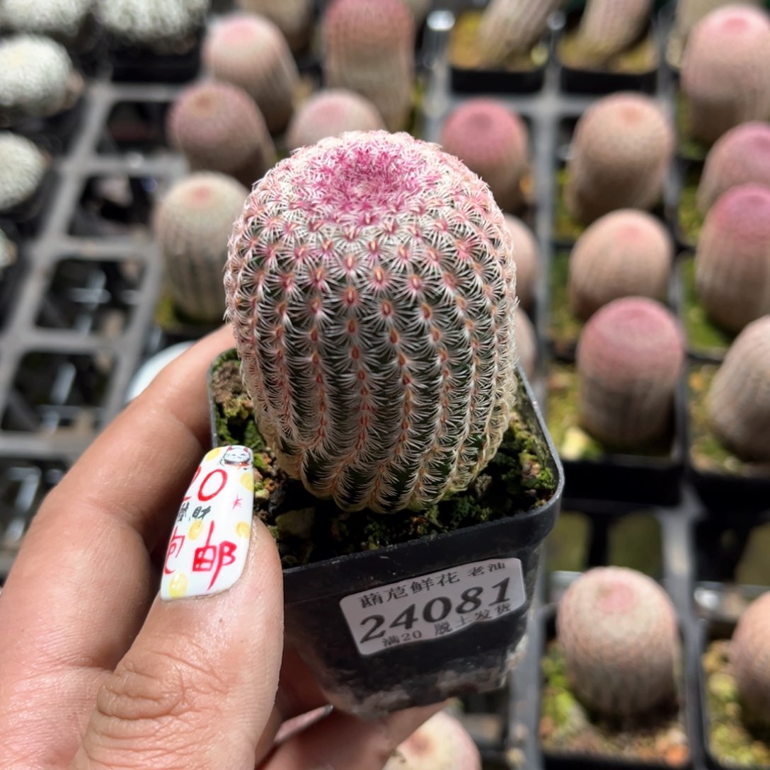 24081一物一拍单头发货