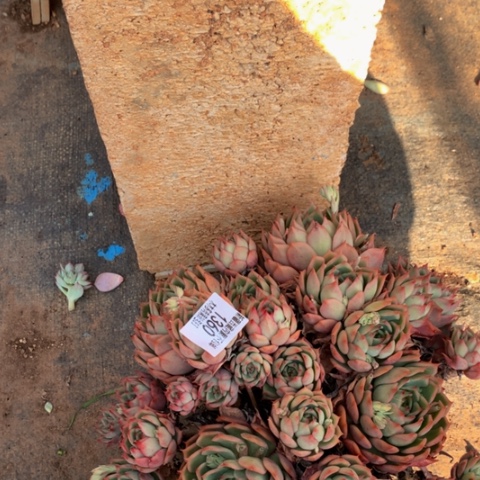 折***芋1360宝莲灯多肉