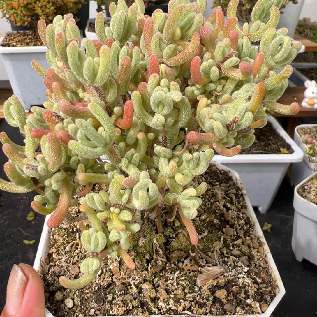 D2405橙叶白锦枝干