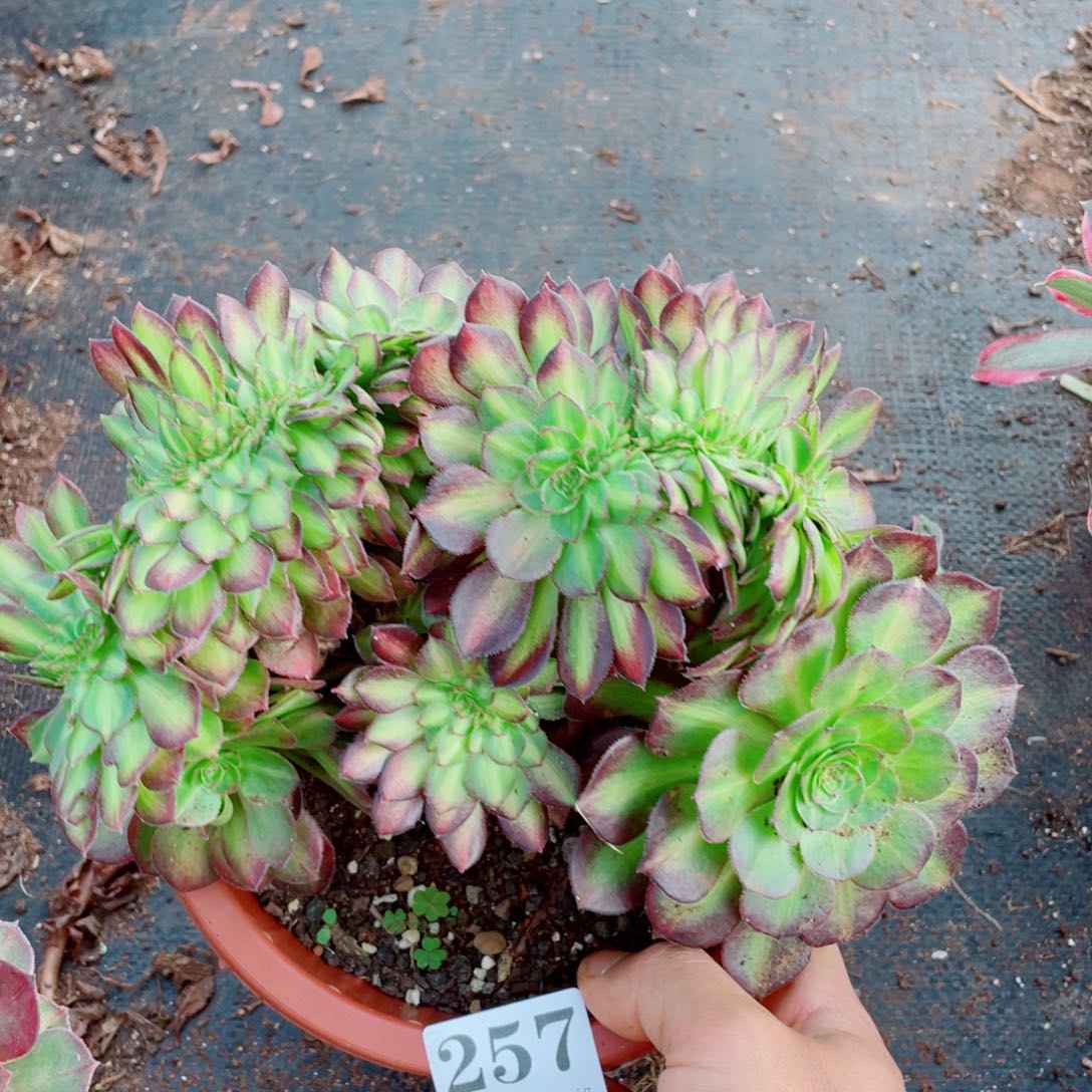 257号抹茶缀化多肉植物法师