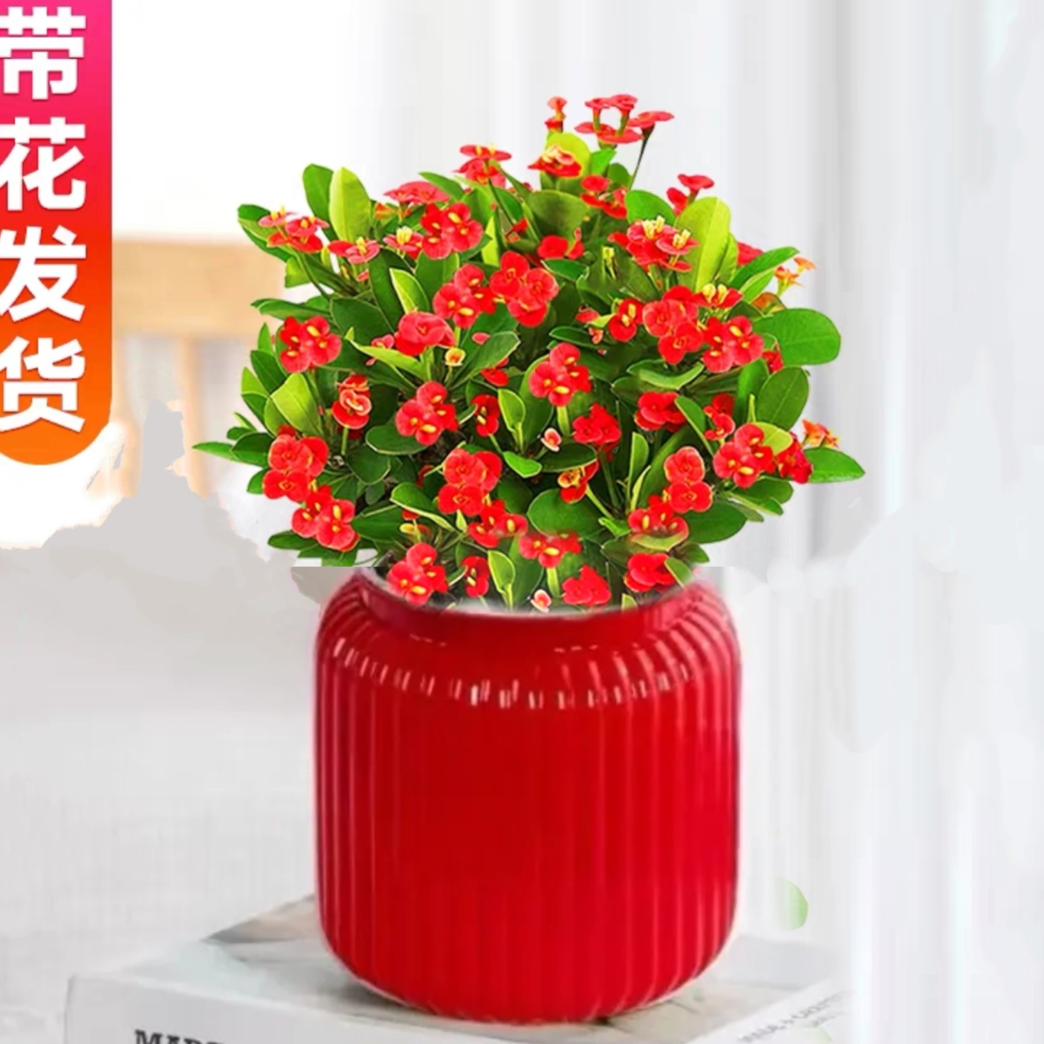 虎刺梅铁海棠盆栽ZH水培植物吸除甲醛好养四季易活