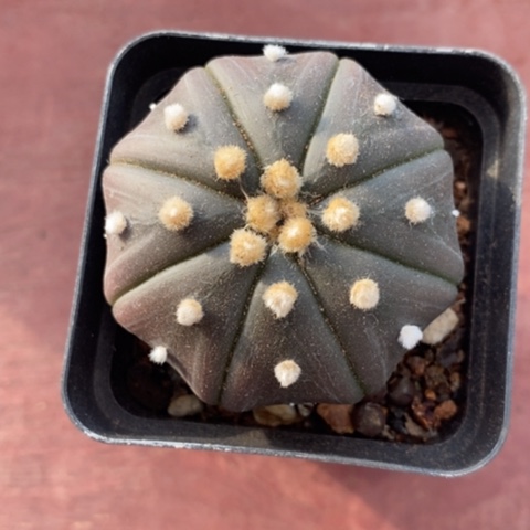 实生海星兜4仙人球