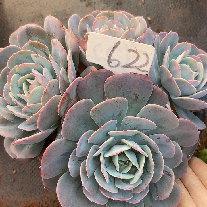 清货福利，两单包邮622台阁