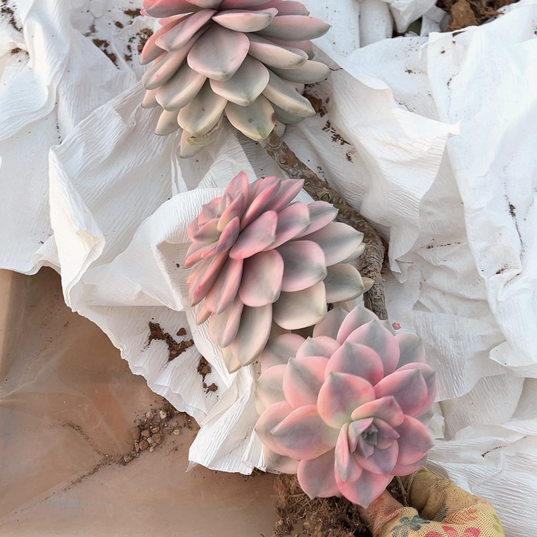 陈*芳多肉植物紫乐景14