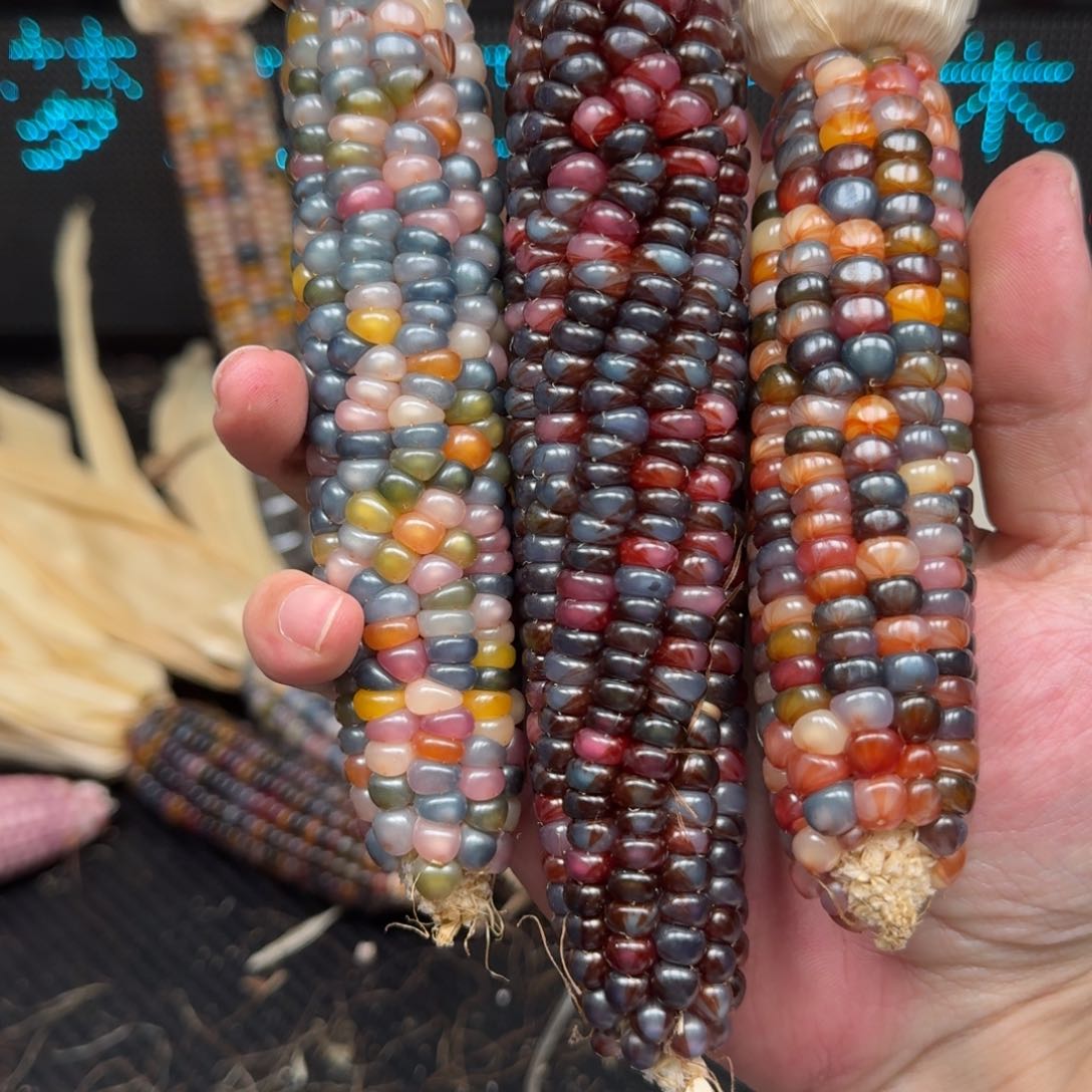 柏香籽/百香籽吊坠?****莹