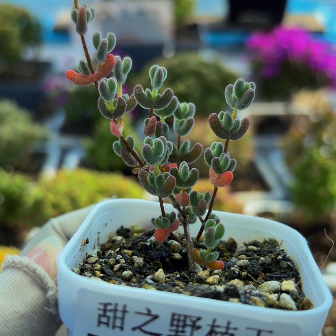彩色莱斯276。         