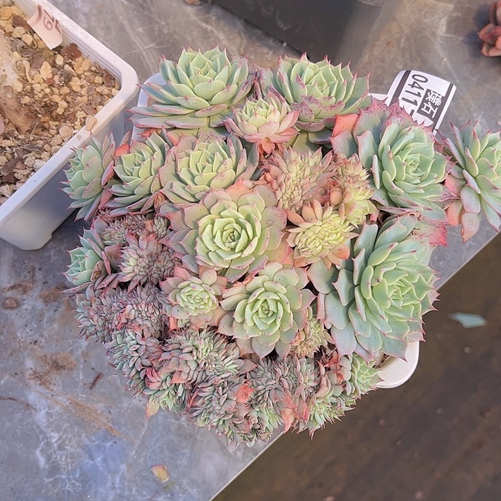 露西缀04117多肉植物