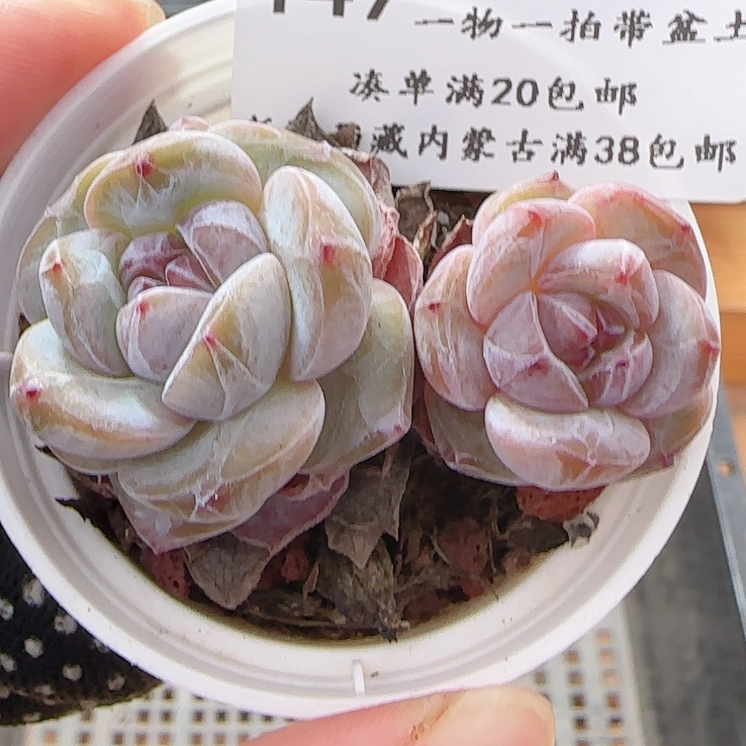 多肉0703-149星影星影