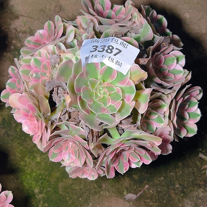 3387粉女巫多肉植物