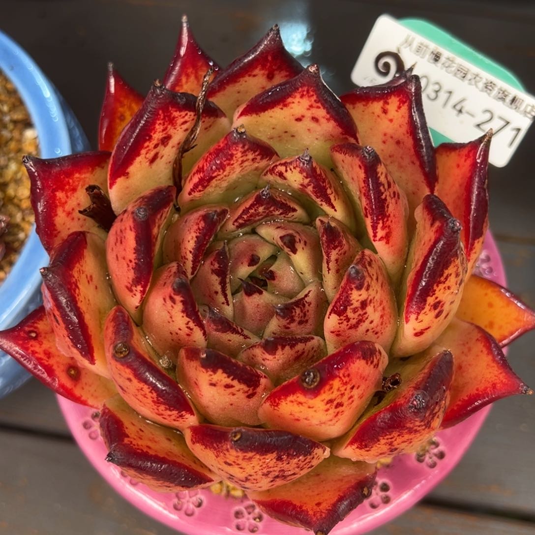 从前慢多肉精选编号0314.271