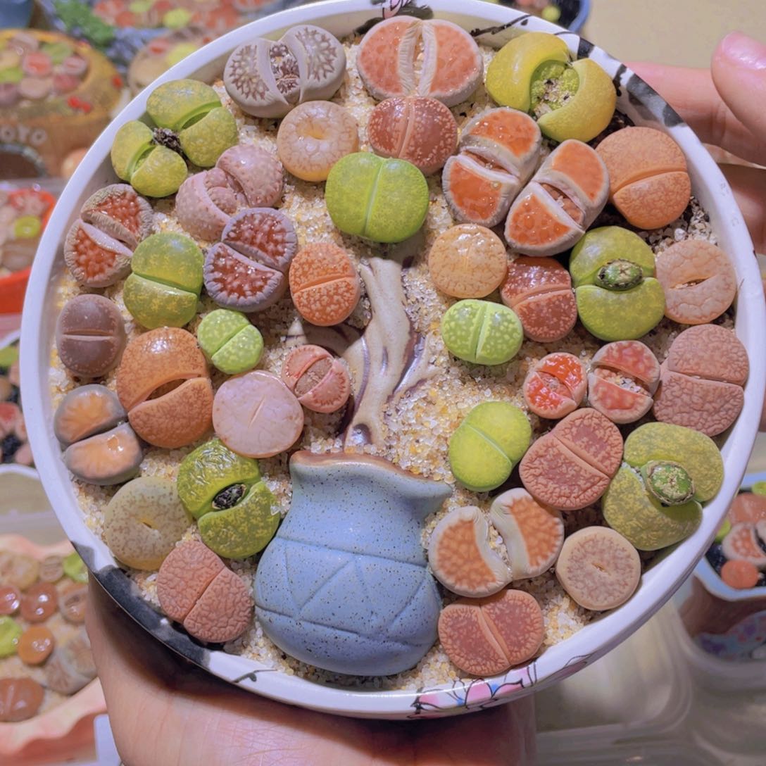 大树根。。。。。。。。。。。。。