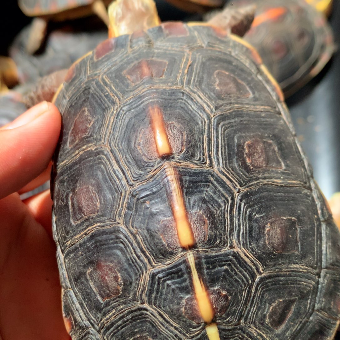 宠物龟不分公母宠物龟