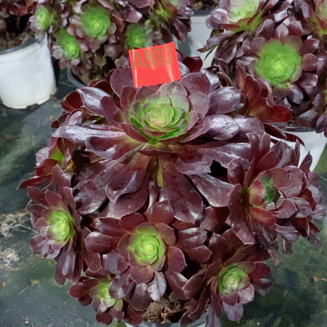 赤焰莲883多肉1111