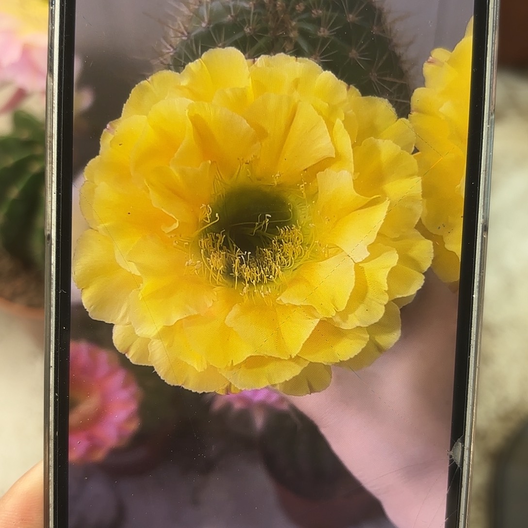 彩草1-10号5.5-6公分左右