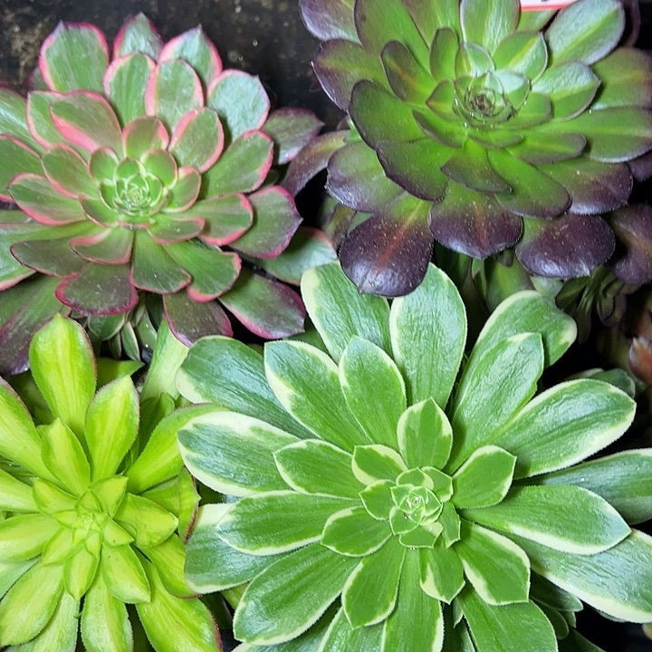 多肉植物514不售后