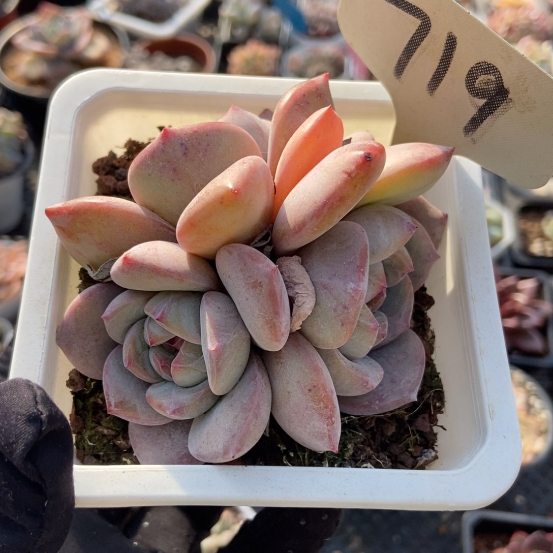 719石榴籽多肉植物