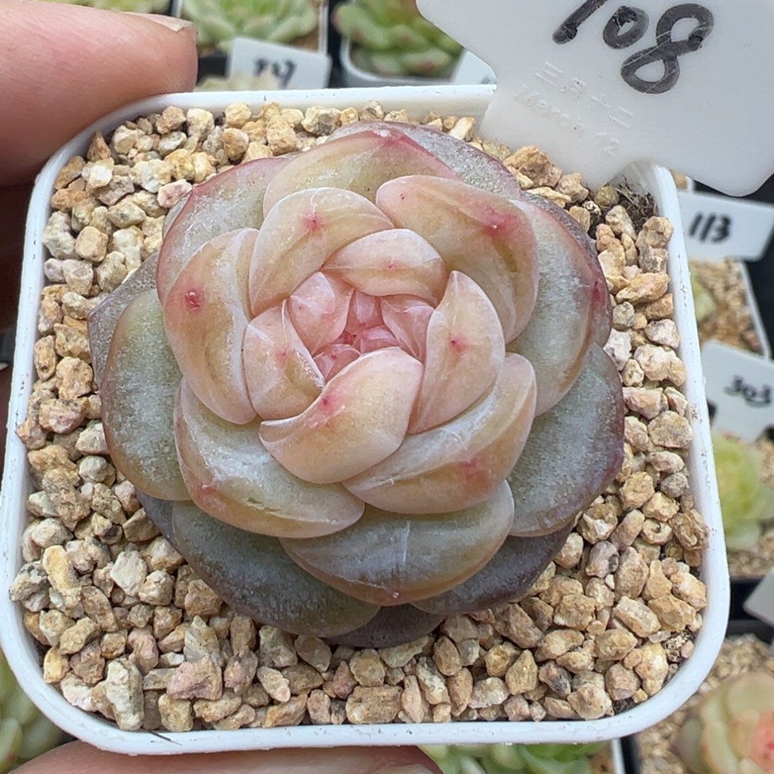 708号海棠 晗雨多肉