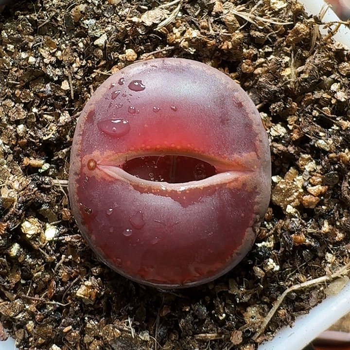 歆**愿生石花1111111。  186