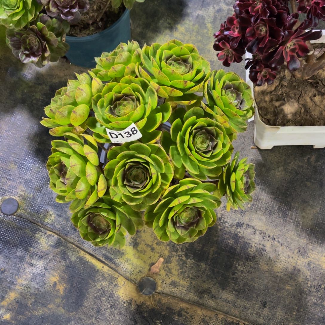 A***侠13800万拉丝福利可以拍