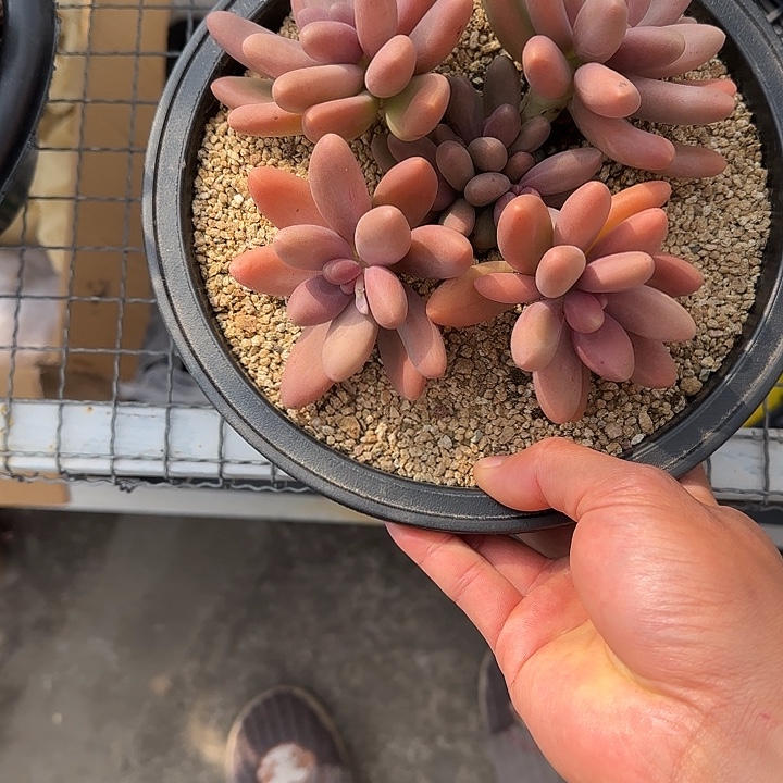 川***个多肉植物糖果美人