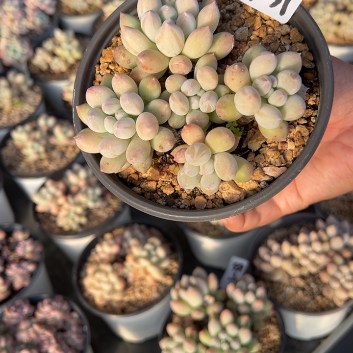 16-39糖豆小鹿园艺