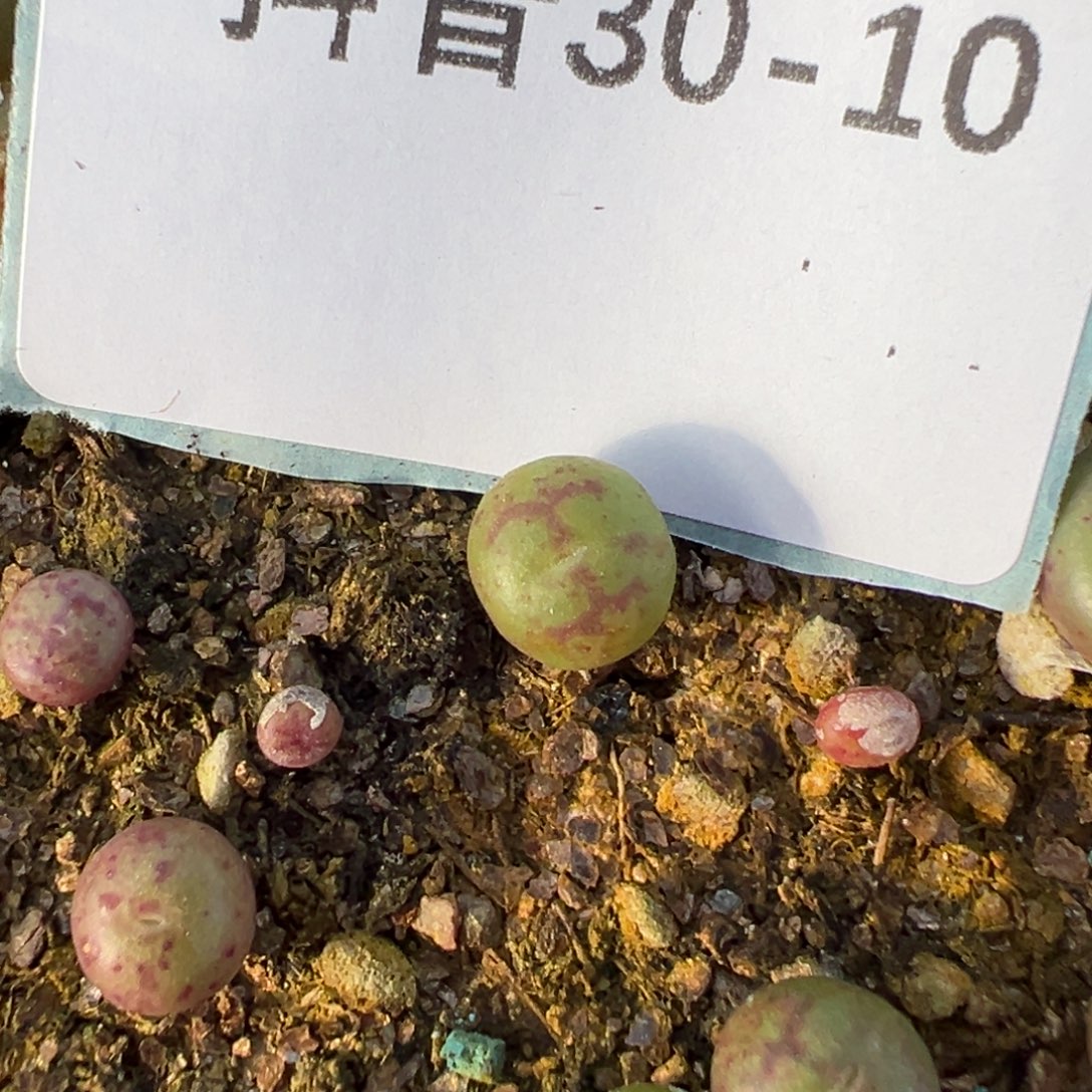 30-10量拍1527猴脸一颗