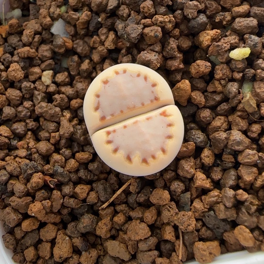 12.30。      c24饼干。    2016