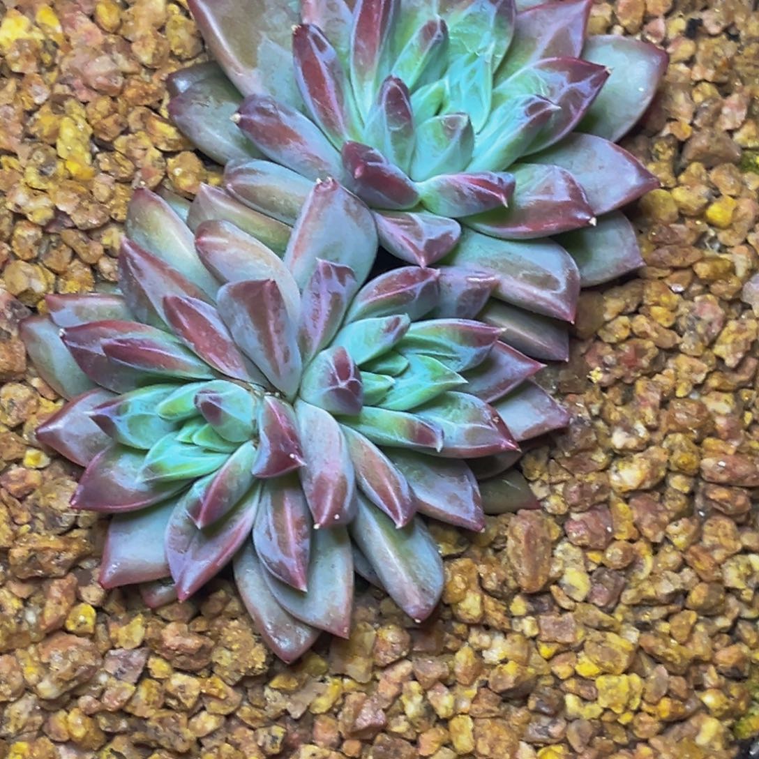 3023号晚上多肉植物群生多肉