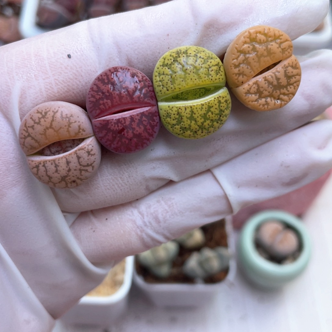 44号 母本彩色一箭8888