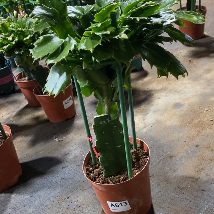 当前无花栽培后可以开花一****生613嫁接2277