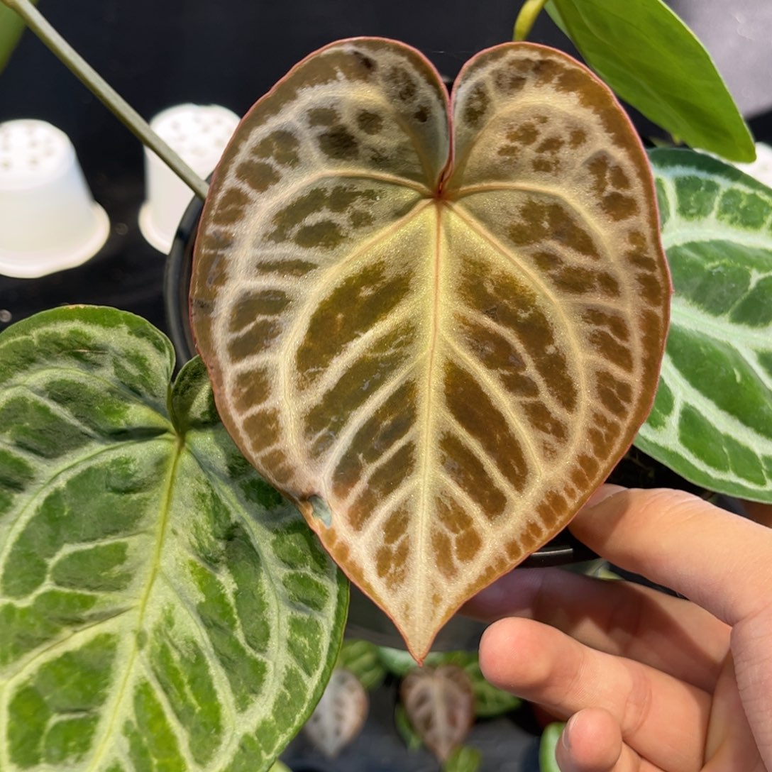 不开花植物skg银杂撕裂纹