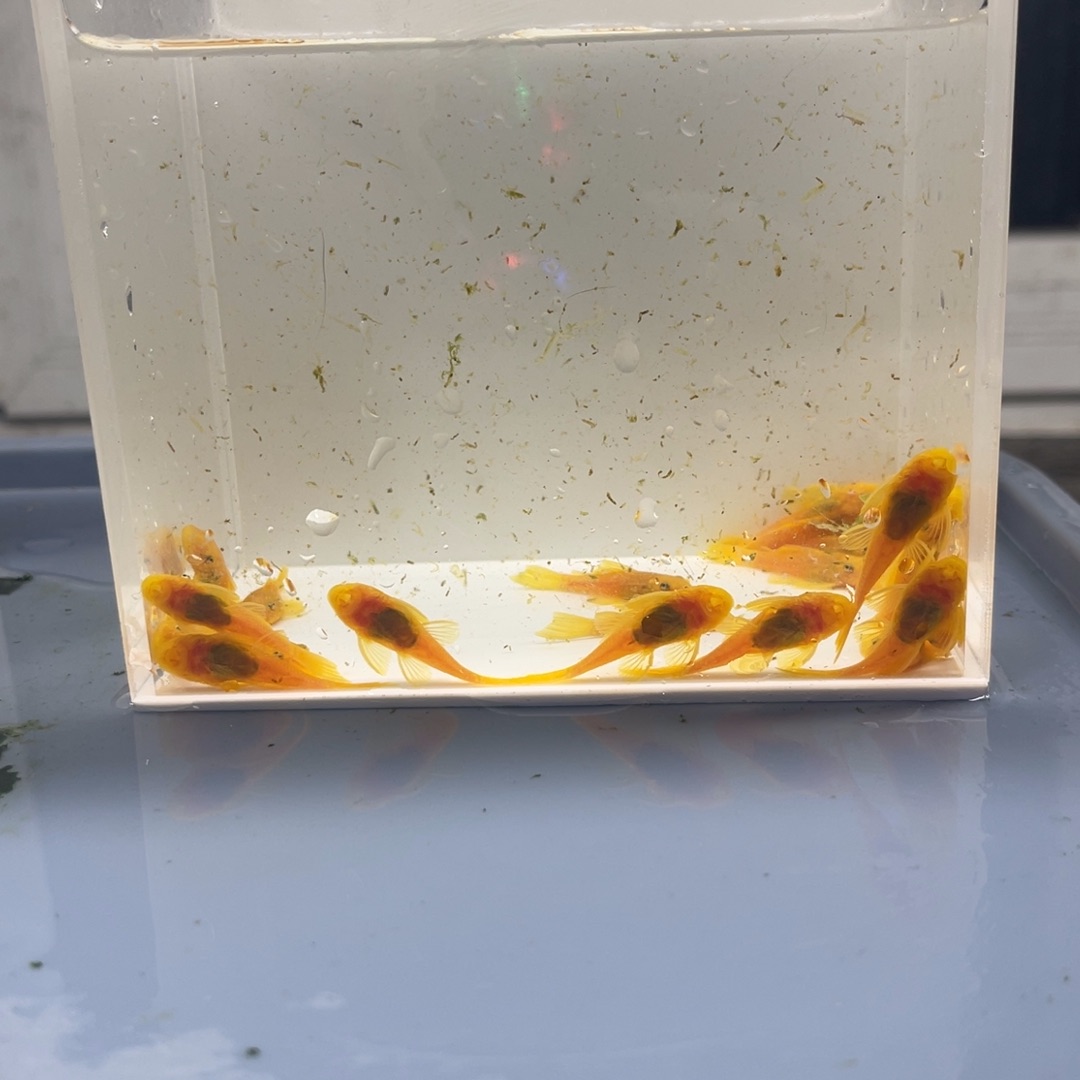 清道夫鱼3cm胡子20条开箱视频