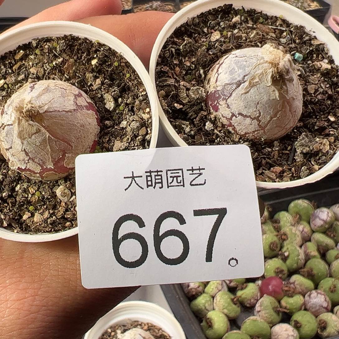 一物一拍。    2颗。  667