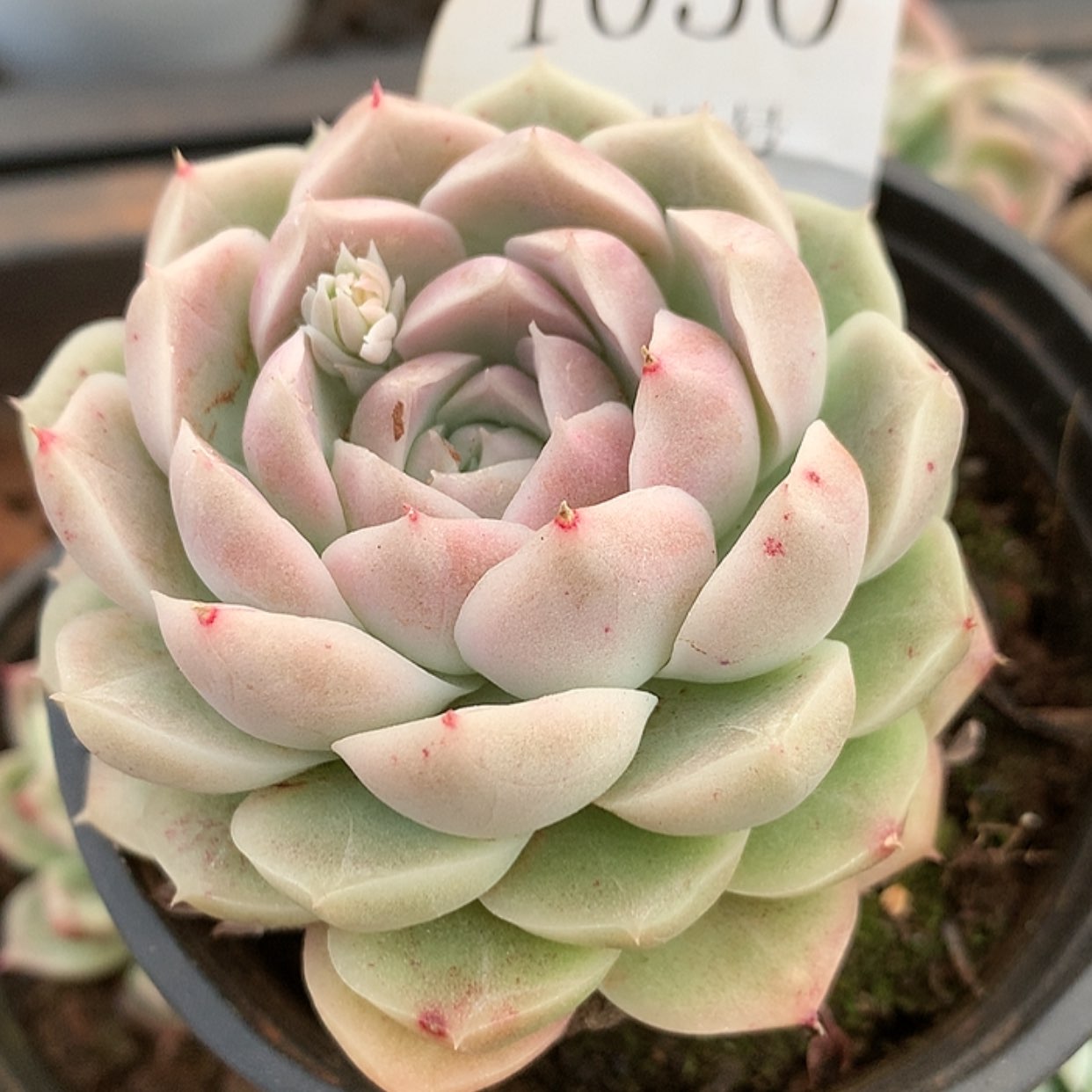 【闪购商品】云1050