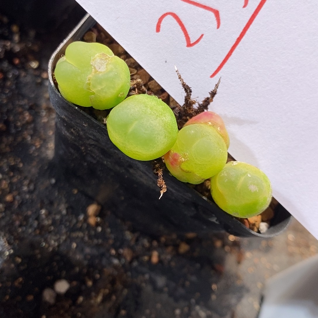 25346。 一颗紫拉登。  